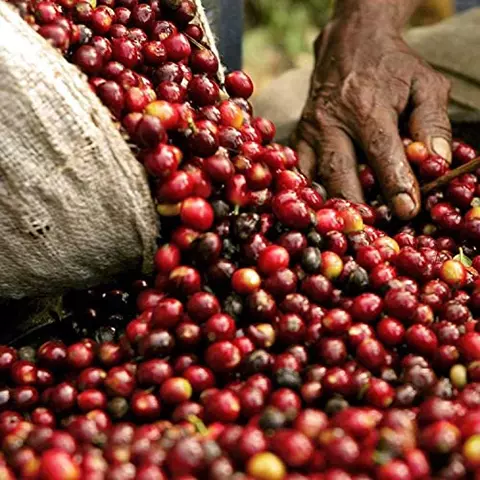 Natural Black Blend café guillis black en sucafé.es