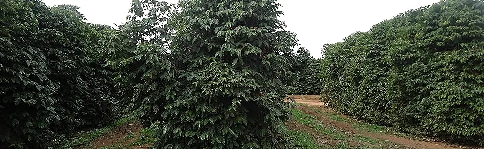 Café en grano Guilis