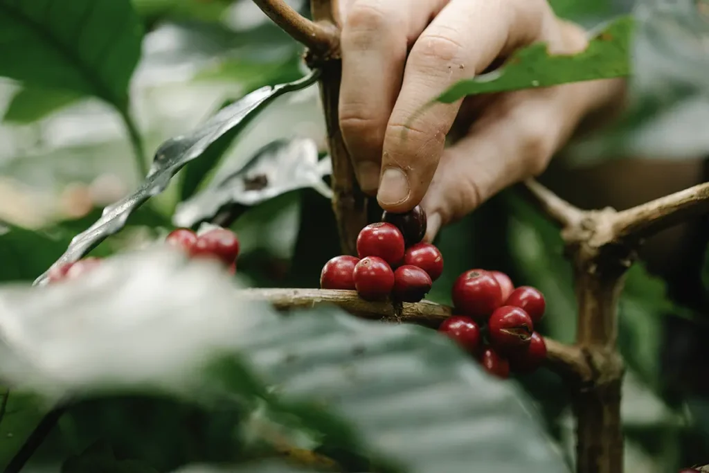 Elección de Granos de Café